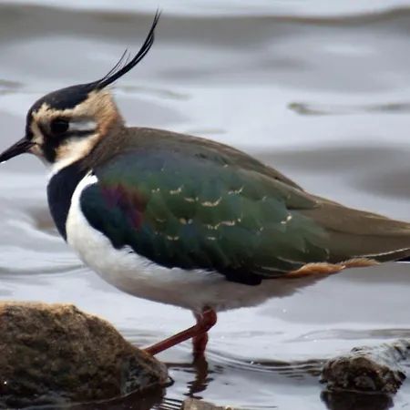 Les Vents Du Large L'aigrette * Le Crotoy