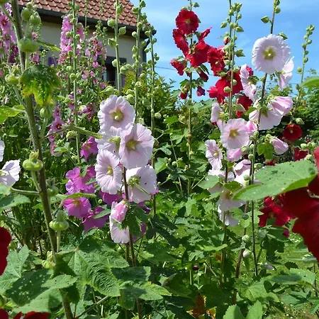 Ferienhaus Les Vents Du Large L'aigrette